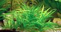 Green  Echinodorus latifolius Aquarium Aquatic Plants, Photo and characteristics
