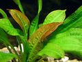 Red  Echinodorus mucronatum Aquarium Aquatic Plants, Photo and characteristics