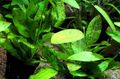 Aquarium  Echinodorus Ozelot Green Aquatic Plants characteristics and Photo
