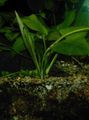 Aquarium  Echinodorus Palaefolius Wasser-pflanzen Merkmale und Foto