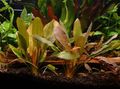 Aquarium  Echinodorus Rot Rubin Wasser-pflanzen Merkmale und Foto