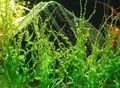 Green  Echinodorus Vesuvius Aquarium Aquatic Plants, Photo and characteristics