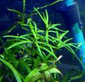 Green  Eichornia diversifolia Aquarium Aquatic Plants, Photo and characteristics