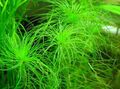 Green  Eriocaulon melanocephalum Aquarium Aquatic Plants, Photo and characteristics