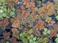 Aquarium farne Fairy Moos Azolla Wasser-pflanzen Merkmale und Foto