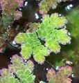 Grün farne Fairy Moos Azolla Aquarium Wasser-pflanzen, Foto und Merkmale