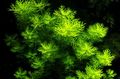 Green  Featherfoil Aquarium Aquatic Plants, Photo and characteristics