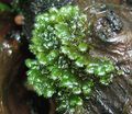 Green mosses Fissidens splachnobryoides Aquarium Aquatic Plants, Photo and characteristics