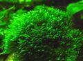 zaļš Akvārijs ūdensaugi Fissidens Splachnobryoides sūnas raksturlielumi, Foto