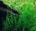 Grün  Flach Moos Aquarium Wasser-pflanzen, Foto und Merkmale
