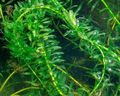 Aquarium  Riesen Elodea, Laichkraut Wasser-pflanzen Merkmale und Foto