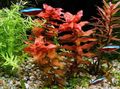 Red  Giant Red Rotala Aquarium Aquatic Plants, Photo and characteristics