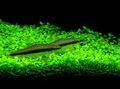 Aquarium  Glossostigma Elatinoides Wasser-pflanzen Merkmale und Foto