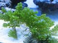 Aquarium  Trauben Caulerpa Wasser-pflanzen Merkmale und Foto