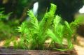 Aquarium  Griff, Fußmatte Moos Wasser-pflanzen Merkmale und Foto