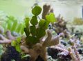 Grün  Halimeda Werk Aquarium Wasser-pflanzen, Foto und Merkmale