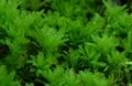 zelen Akvarij Vodne Rastline Hart Je Jezik Mah Timijan mahovi, Plagiomnium undulatum značilnosti, fotografija