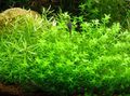 Green  Hemianthus micranthemoides Aquarium Aquatic Plants, Photo and characteristics
