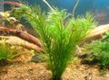 Aquarium  Hydrotriche Hottoniiflora Wasser-pflanzen Merkmale und Foto