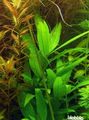 Grün  Riesen-Wasserfreund Siamensis Aquarium Wasser-pflanzen, Foto und Merkmale