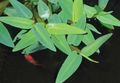 Green  Hygroryza aristata Aquarium Aquatic Plants, Photo and characteristics