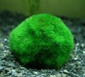 Green  Japanese Moss Ball Aquarium Aquatic Plants, Photo and characteristics