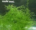 Green  Java moss Aquarium Aquatic Plants, Photo and characteristics