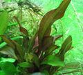 Rot  Lagenandra Meeboldii Aquarium Wasser-pflanzen, Foto und Merkmale