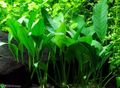 Green Aquarium Aquatic Plants Lance Spearhead, Anubias barteri var. Angustifolia characteristics, Photo
