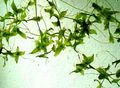 Green  Lemna trisulca Aquarium Aquatic Plants, Photo and characteristics