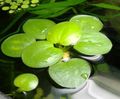 Green  Limnobium stoloniferum Aquarium Aquatic Plants, Photo and characteristics