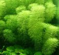 Green  Limnophila aquatica Aquarium Aquatic Plants, Photo and characteristics