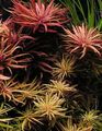 Rot  Limnophila Aromatica Aquarium Wasser-pflanzen, Foto und Merkmale