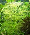 Green  Limnophila indica Aquarium Aquatic Plants, Photo and characteristics