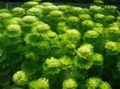 Green  Limnophila sessiliflora Aquarium Aquatic Plants, Photo and characteristics