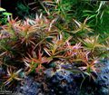 Brown  Ludwigia arcuata Aquarium Aquatic Plants, Photo and characteristics