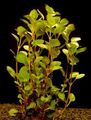 Green  Ludwigia palustris Aquarium Aquatic Plants, Photo and characteristics