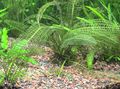 Green Aquarium Madagascar Lace Plant, Aponogeton madagascariensis, fenestralis characteristics, Photo