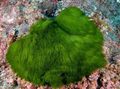 Aquarium mosses Maiden*s Hair Plant  characteristics and Photo