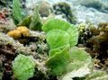 Grün  Lüfteranlage Meerjungfrau Aquarium Wasser-pflanzen, Foto und Merkmale