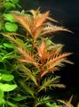 Red  Mermaid Weed Aquarium Aquatic Plants, Photo and characteristics
