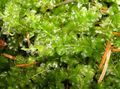 Aquarium mosses Mini-Perlenmoos Aquatic Plants characteristics and Photo