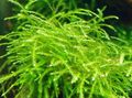 Green  Mini Taiwan Moss Aquarium Aquatic Plants, Photo and characteristics