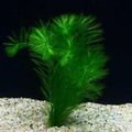 Green  Myriophyllum elatinoides Aquarium Aquatic Plants, Photo and characteristics