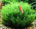 Green  Nano Moss Aquarium Aquatic Plants, Photo and characteristics