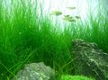 Green  Needle Spike Rush Aquarium Aquatic Plants, Photo and characteristics