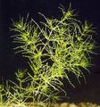 Green  Nitella flexilis Aquarium Aquatic Plants, Photo and characteristics