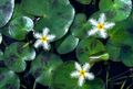 Green  Nymphoides humboldtiana Aquarium Aquatic Plants, Photo and characteristics
