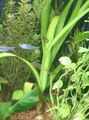 Aquarium  Zwiebelpflanze, Wasser Zwiebel  Merkmale und Foto