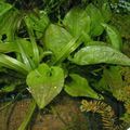 Green  Ottelia alismoides Aquarium Aquatic Plants, Photo and characteristics